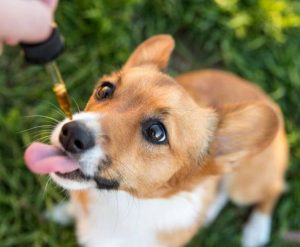 B3 DW943 CBDDOG P 201905031302571 300x247 - Is CBD Oil Safe For A Dog - All You Need To Know