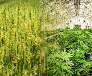 hemp vs marijuana featured photo v31 300x247 - All About THC and CBD